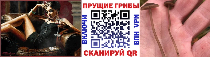 Галлюциногенные грибы Magic Shrooms  Каменск-Шахтинский 