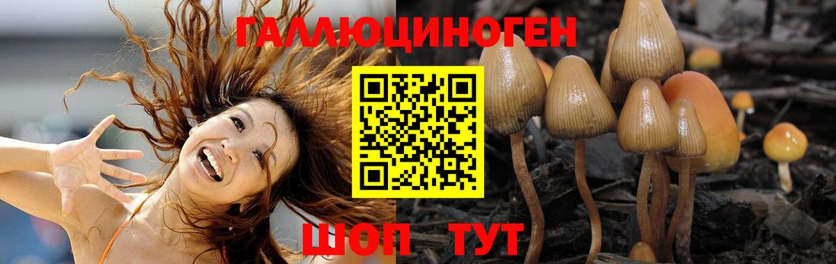 Галлюциногенные грибы Psilocybine cubensis Каменск-Шахтинский